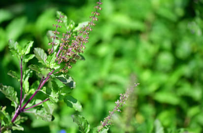 Tulsi